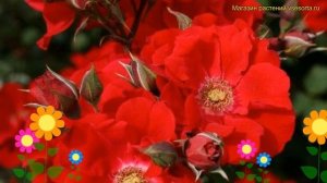 Роза кустовая Ротер Корсар. Краткий обзор, описание характеристик rosa Roter Korsar