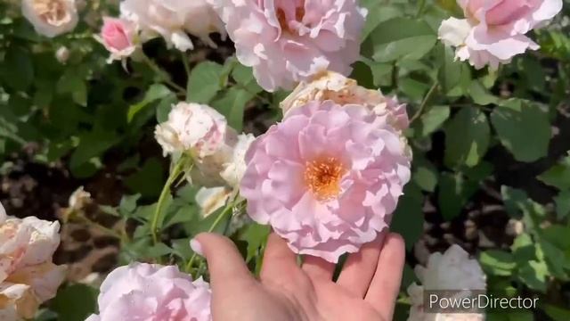 Небольшой обзор японских и флорибунд, которые обязательно должны быть в вашем саду!!! смотреть онлайн