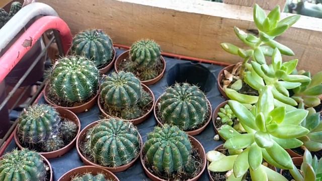 SUKULENTLERİN EN GÜZELLERİ SATIŞA EKLENECEK CACTUS &SUCCULENT