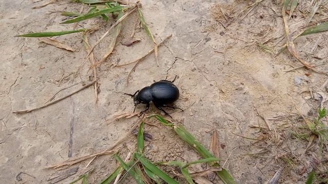 Жук вонючка.