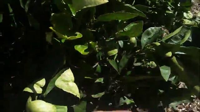 Способы защиты субтропических растений от заморозков в Северной Калифорнии,США.02.25.18. смотреть онлайн