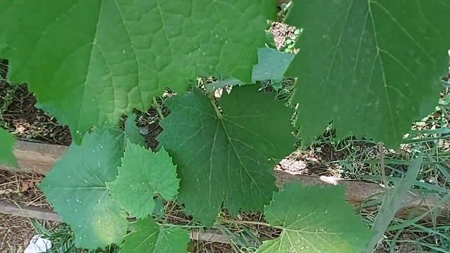 Виноград в Ленинградской области смотреть онлайн