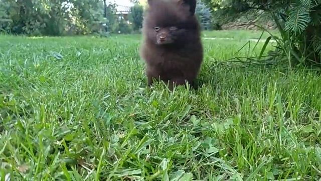 Шпиц шоколадный мини смотреть онлайн