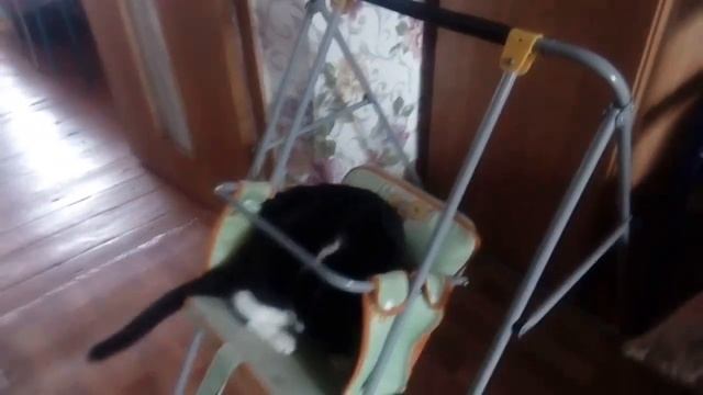 Кот на качели *** смотреть онлайн