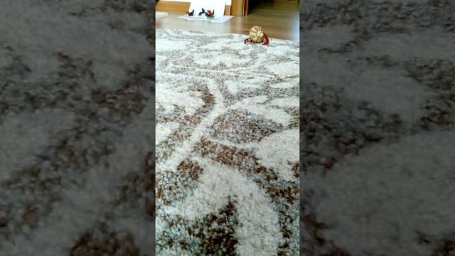 Мой сухопутный рак-отшельник Coenobia Perlatus смотреть онлайн