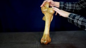 бедренная кость и коленная чашечка