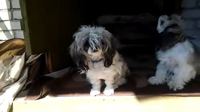 планета шитцу часть 1 смотреть онлайн