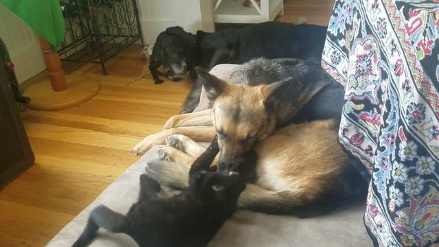 Bella and Petunia смотреть онлайн