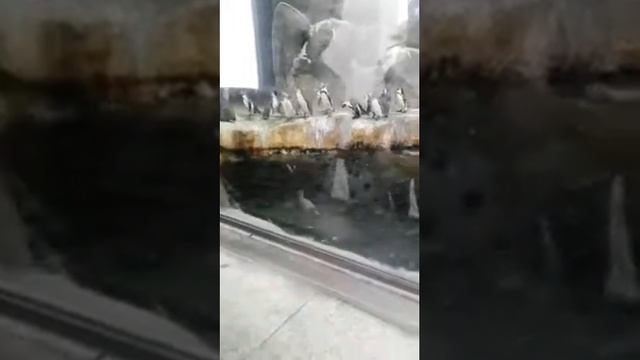 Описание обязательно к прочтению! смотреть онлайн
