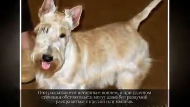 Маленькие породы собак СКОТЧ ТЕРЬЕР смотреть онлайн