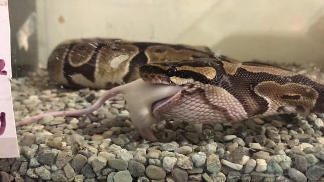 Питон (детеныш) | Baby Python eat mouse смотреть онлайн
