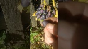 виноград сорт КАРМЕН