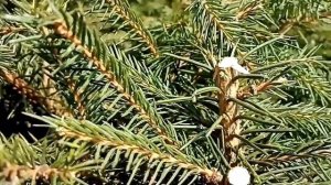 Формирующая стрижка хвойных растений. Шар на штамбе. Ель, сосна, туя, лиственница.