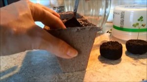 Роза "Крылья ангела" из семян.