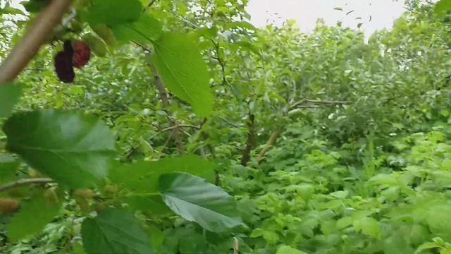 Изюминка лета родом из Японии. Шелковица сорт Кокусо. Обзор и рекомендации. Лето 2022 год смотреть онлайн