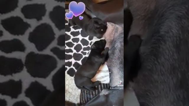 Малышня.Кане Корсики. смотреть онлайн