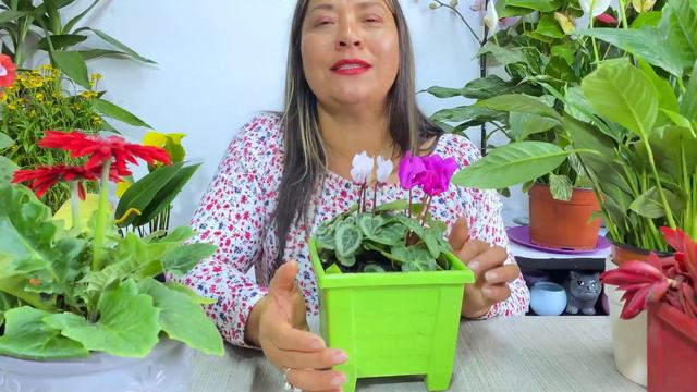 Truco Para Regar Tus Plantas Mas Facil Con ALOE VERA! смотреть онлайн