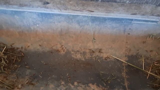 СВОЕ ХОЗЯЙСВО запас травы для быков ,бензокосилка