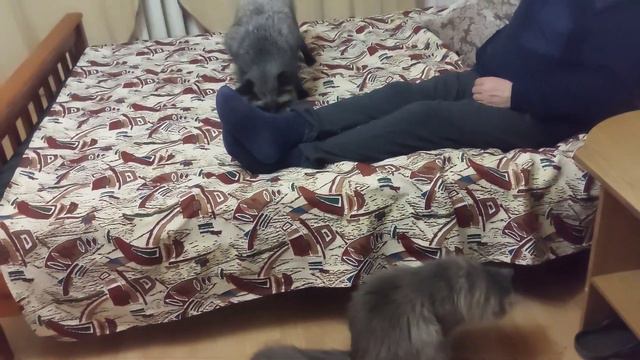 Лиса с котом ловят мышку смотреть онлайн