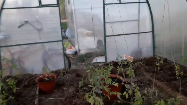 Высаживаем томаты в теплицу. Бункерная кормушка для цыплят. смотреть онлайн