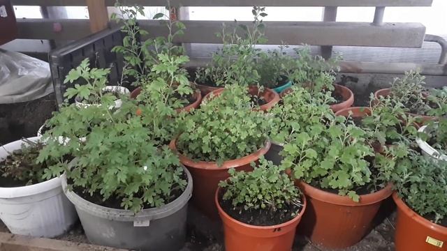 Инспекция теплицы и подарки!  Мы это можем делать часами ???!!! 