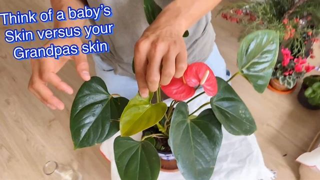 Anthurium andreanum 'Flamingo Flower' Growing Guide смотреть онлайн