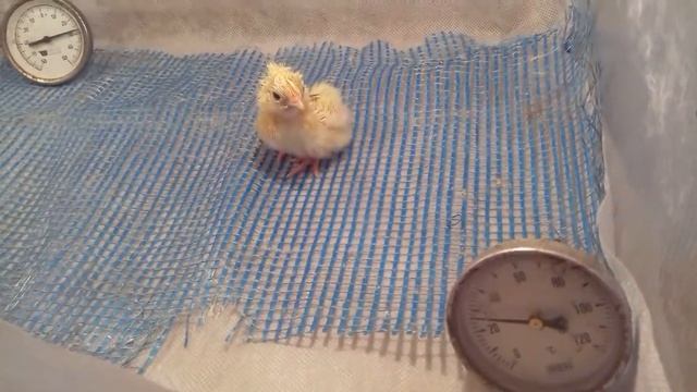 Выводим цыплят в ноябре часть 2. Петух оказался не орел. смотреть онлайн