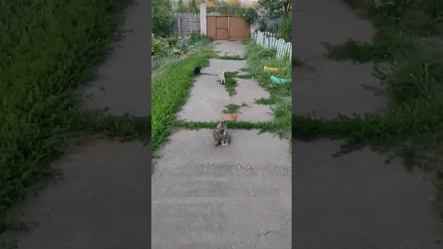 Маленький Чернуха хочет быть похожим на Батьку умный котенок😻 smart kitten смотреть онлайн