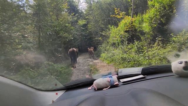 Сочинские коники. Ну страшно красивые!) смотреть онлайн