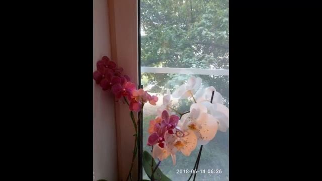 Комнатные цветы #комнатныецветы #сенполии #фиалки #орхидеи #пеларгонии #герани #чернокрайки смотреть онлайн