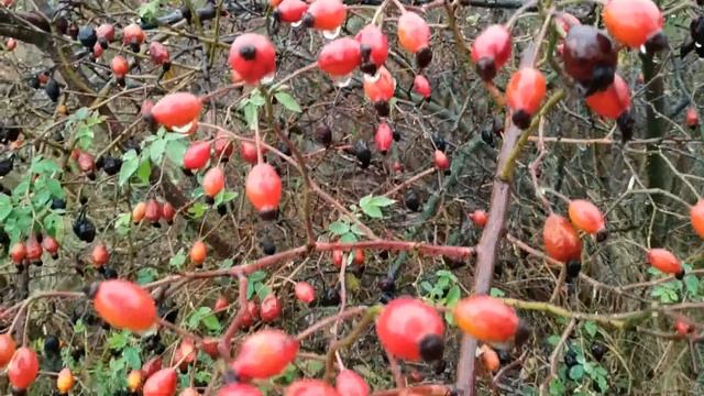 14 октября праздник Покров Пресвятой Богородицы . Народные приметы и поверья смотреть онлайн
