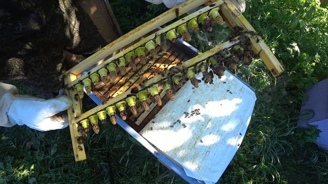 СОВЕТЫ СТАРОГО МАТКОВОДА ПО ВЫВОДУ ЛУЧШИХ МАТОК ВЕСНОЙ смотреть онлайн