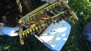 СОВЕТЫ СТАРОГО МАТКОВОДА ПО ВЫВОДУ ЛУЧШИХ МАТОК ВЕСНОЙ