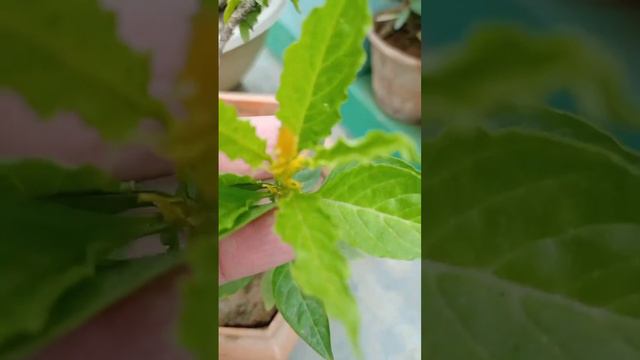 Celosia plant grow and care #cokscombflower #celosia смотреть онлайн