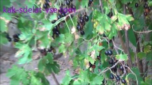 Смородина золотистая.