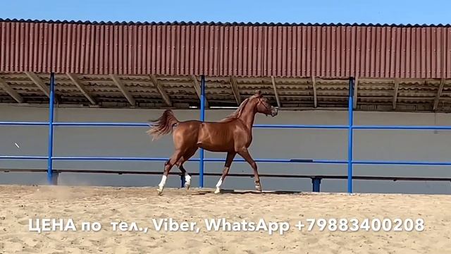 Продажа Чистокровных Лошадей Арабской породы конефермы ЭКВИЛАЙН. (Чечня) смотреть онлайн