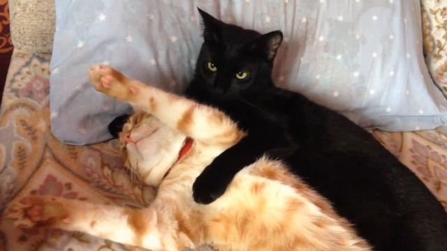 Котов в доме должно быть не меньше двух смотреть онлайн