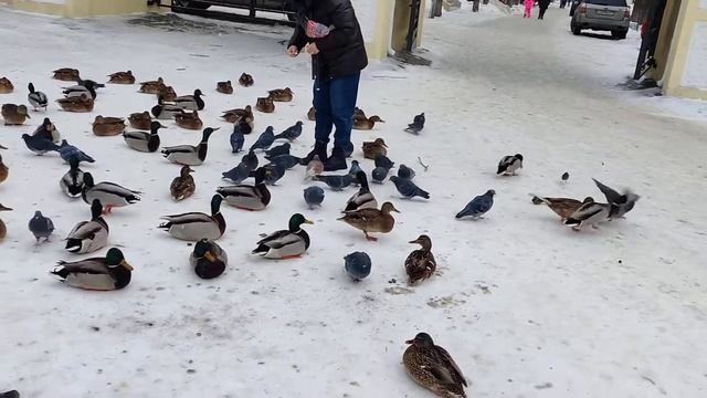 Кормление уток. Саратов, Горпарк. #unedited смотреть онлайн