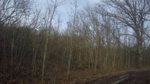 Загонная охота на кабана в Краснодарском крае хоть и не успешная