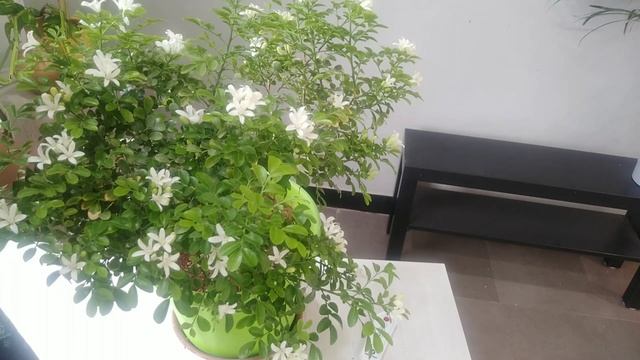 Orange jasmine/Murraya Paniculata/Chinese box plant care and growing tips/Groplants смотреть онлайн
