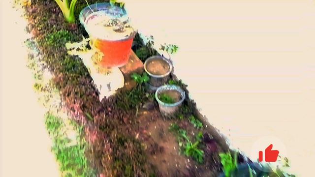 خوبصورت پھولوں کی بہار ||flowers ||gardens ||beautiful ||viral video ||trending ||Dilbarbaltistani смотреть онлайн