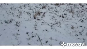 ловушка для выдры в действии