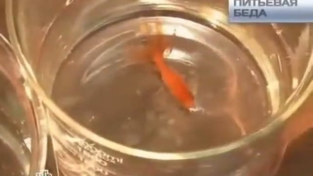 Рыбы в воде смотреть онлайн