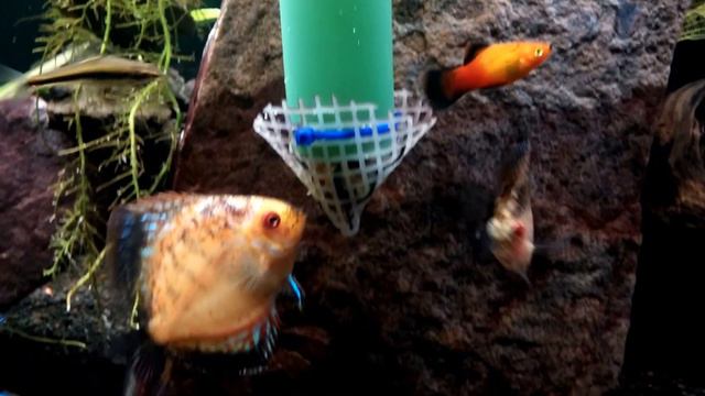 DIY feeding system/contraption for Discus in a planted aquarium tank смотреть онлайн