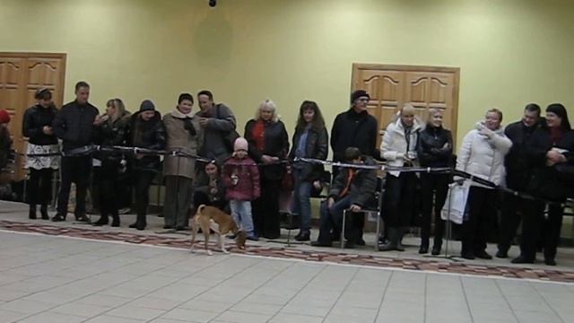 "Осенняя-2010" выставка собак в г.Великие Луки-4 смотреть онлайн
