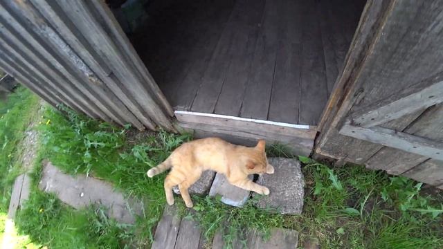 Обзор бани топлю баню жарю картошку парюсь в бане смотреть онлайн