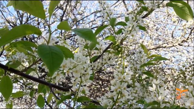 Расцвела сирень, черемуха в саду смотреть онлайн