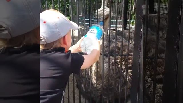 Страус в Новосибирском зоопарке хотел съесть бутылку смотреть онлайн