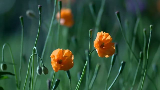 цветочный гипноз смотреть онлайн