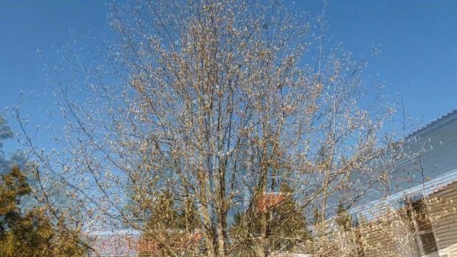 Замиокулькас черный (Zamioculcas Black Raven) или долларовое дерево смотреть онлайн